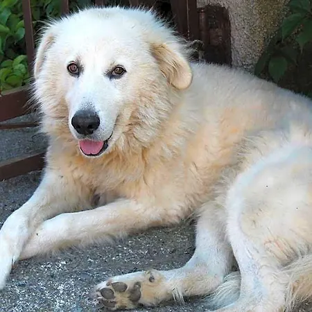 Matilde Отель типа 