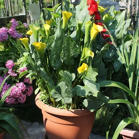 Frühstückspension Matilde 3*