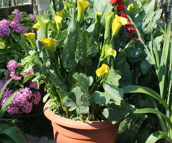 Alojamento de Acomodação e Pequeno-almoço Matilde 3*